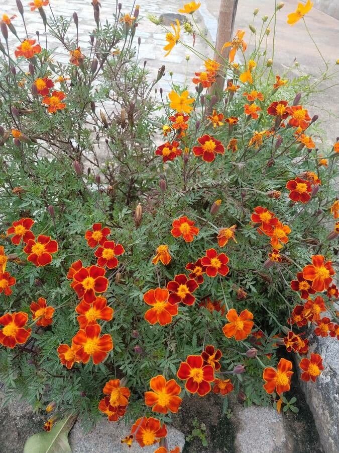 Schmalblättrige Studentenblume 6