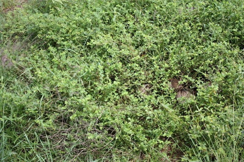 Chamaecrista rotundifolia 11