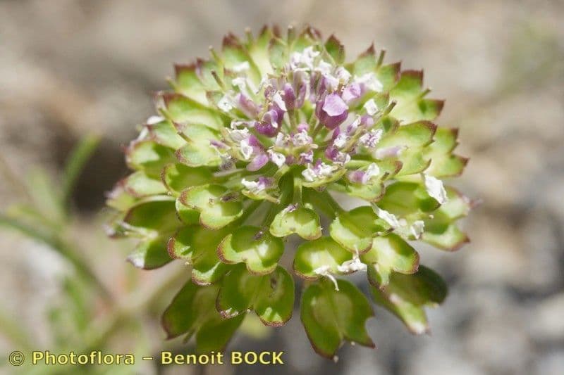 Iberis 3