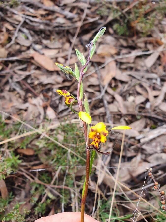 Orchidea leopardo 2