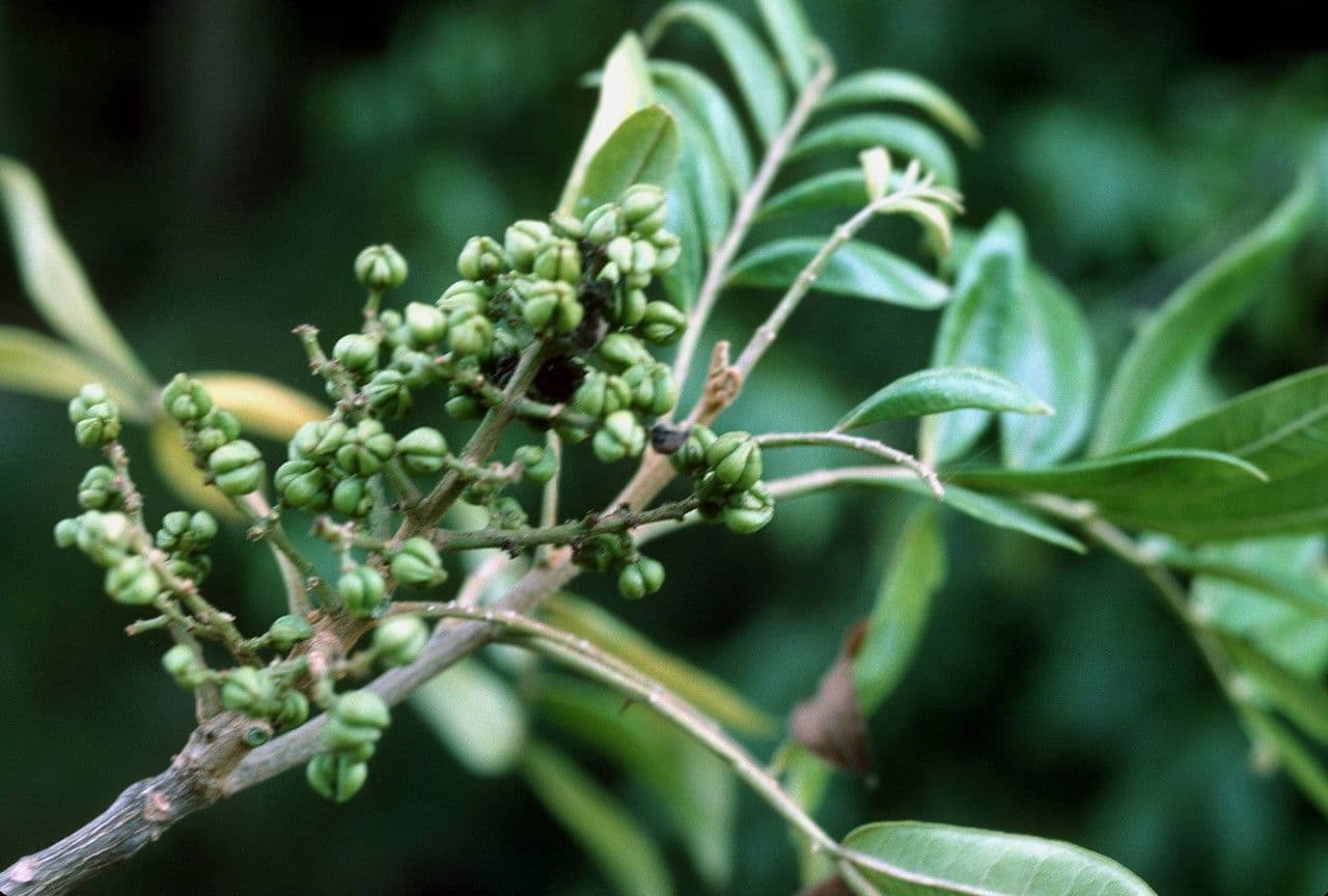 Zanthoxylum martinicense