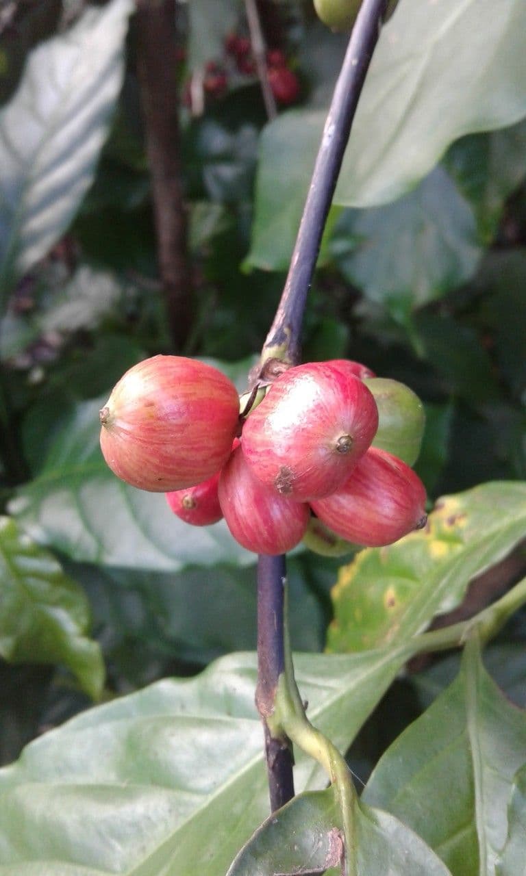 Caffè