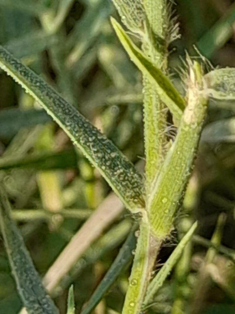 Aeluropus lagopoides 12