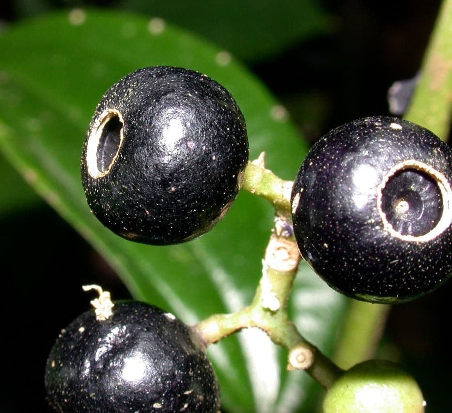 Miconia cooperi 5