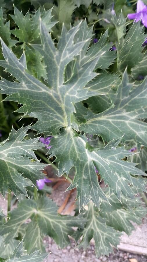 Panicaut blanc 16