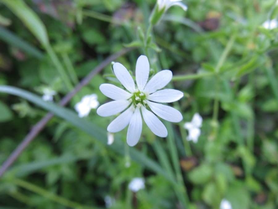 Stellaria 2
