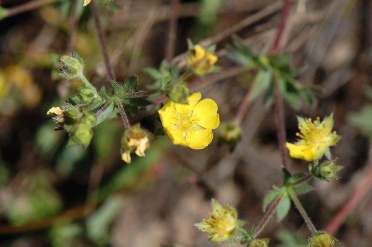 Potentilla di Brewer 4