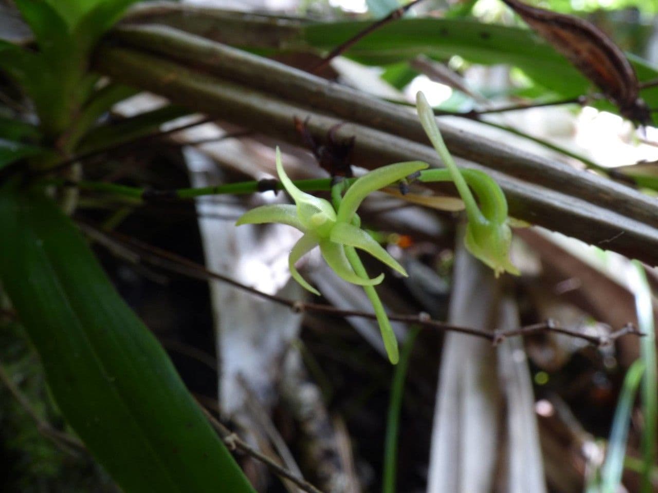 Angraecum 3