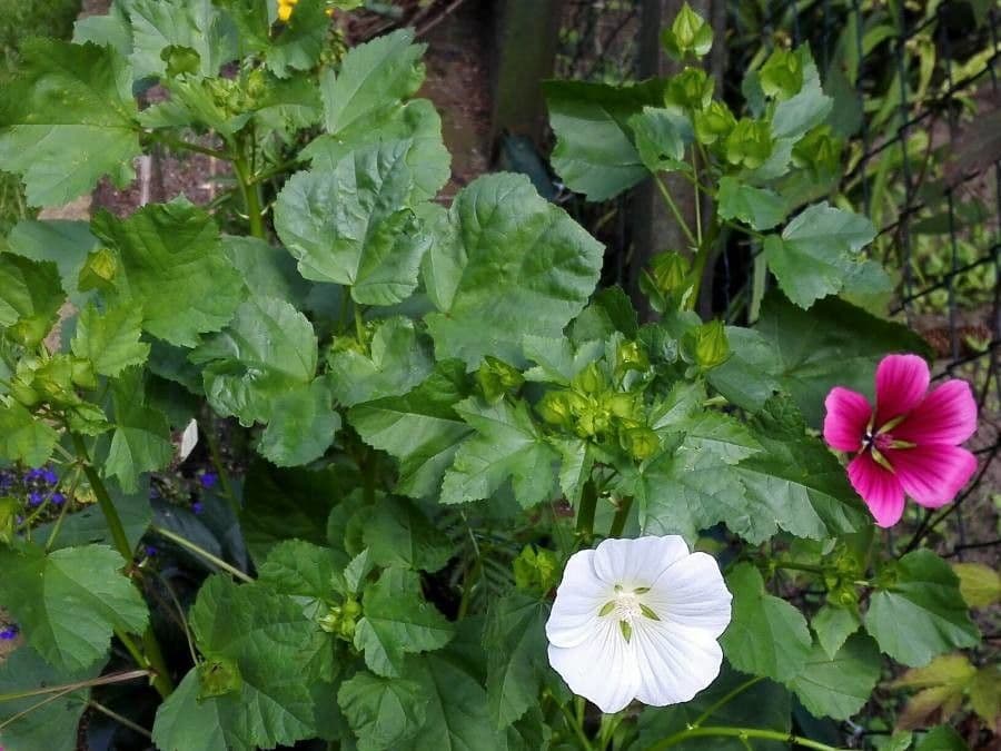 Malope 10