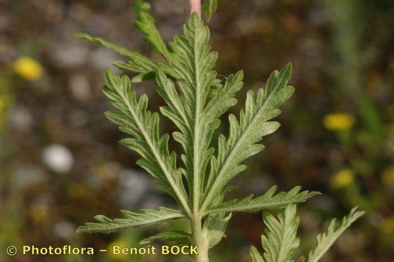 Mochna 13