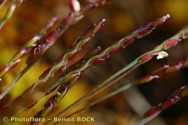Mibora minima 24