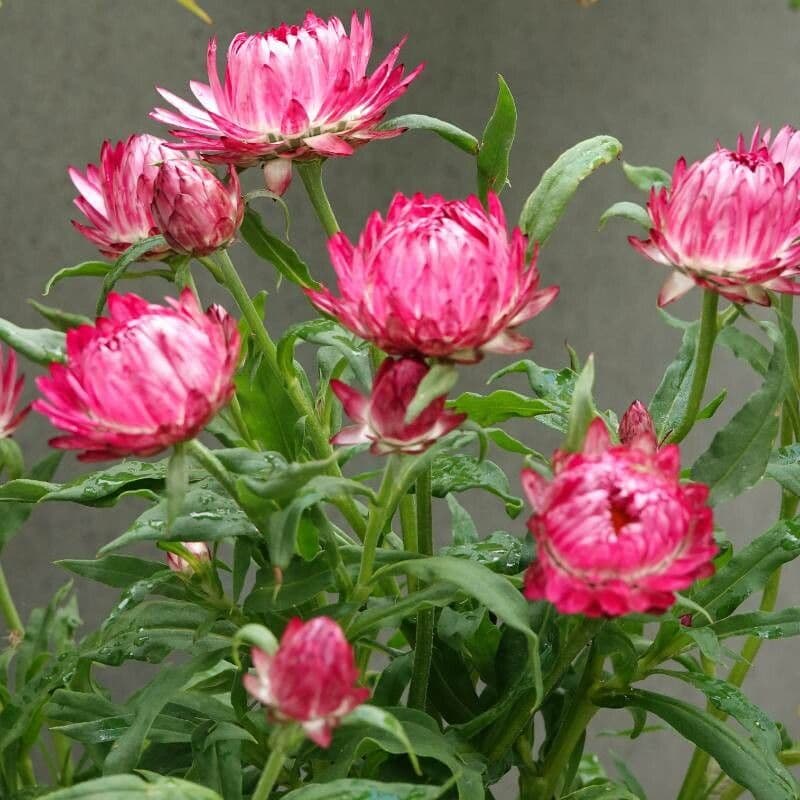 Xerochrysum 15