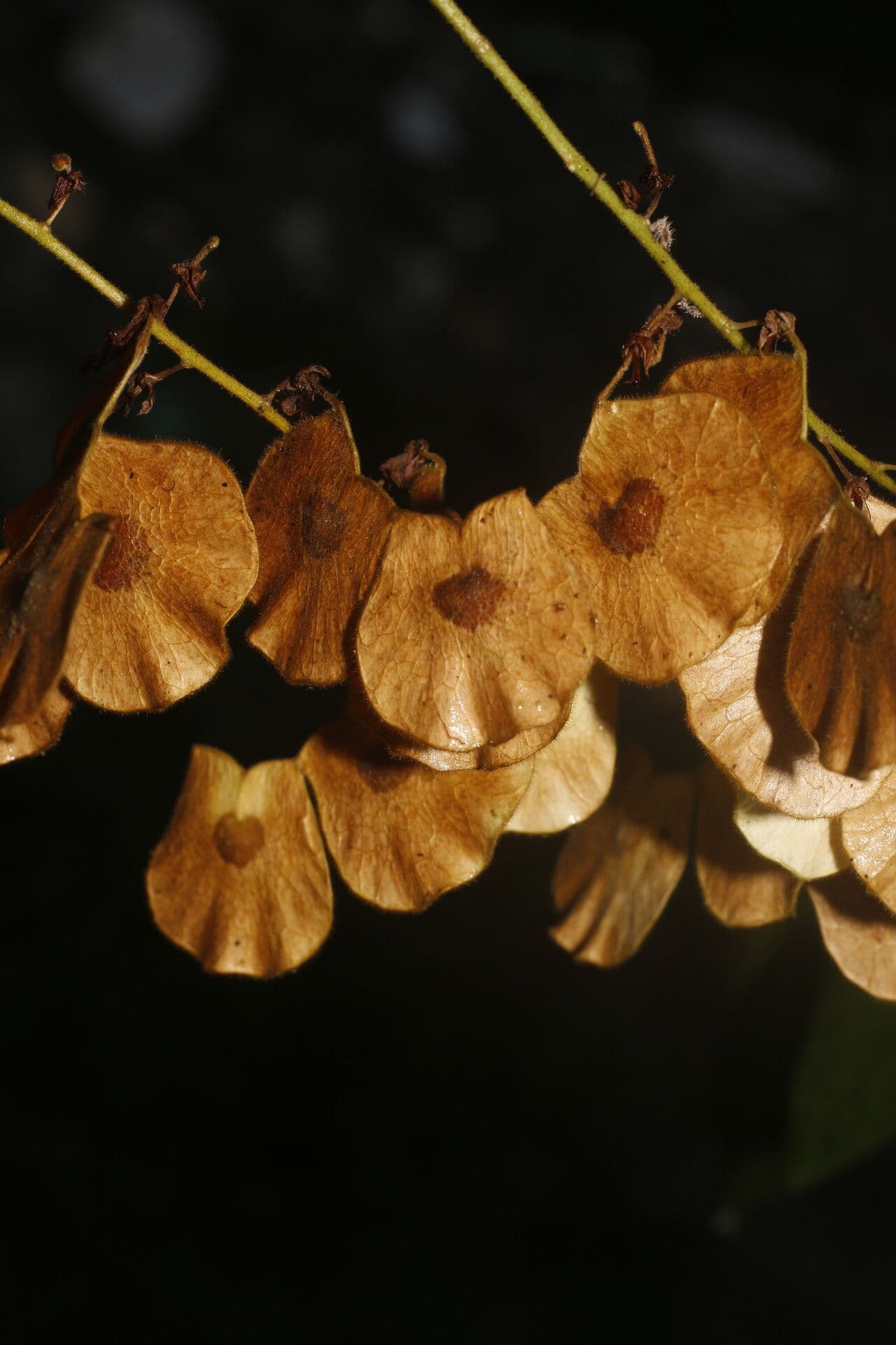 Desmodium 3