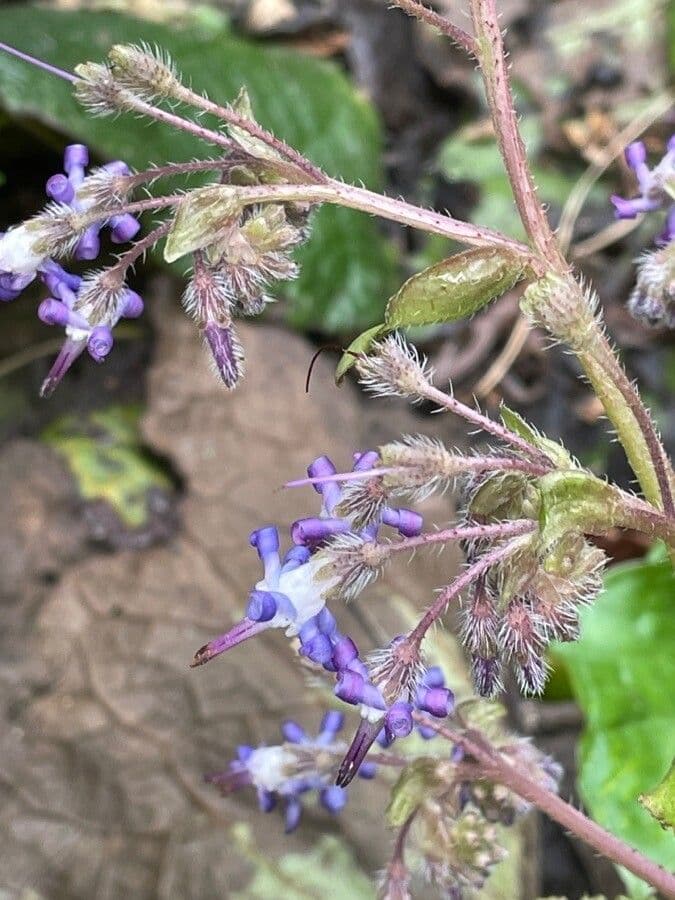 Trachystemon d'Orient 10
