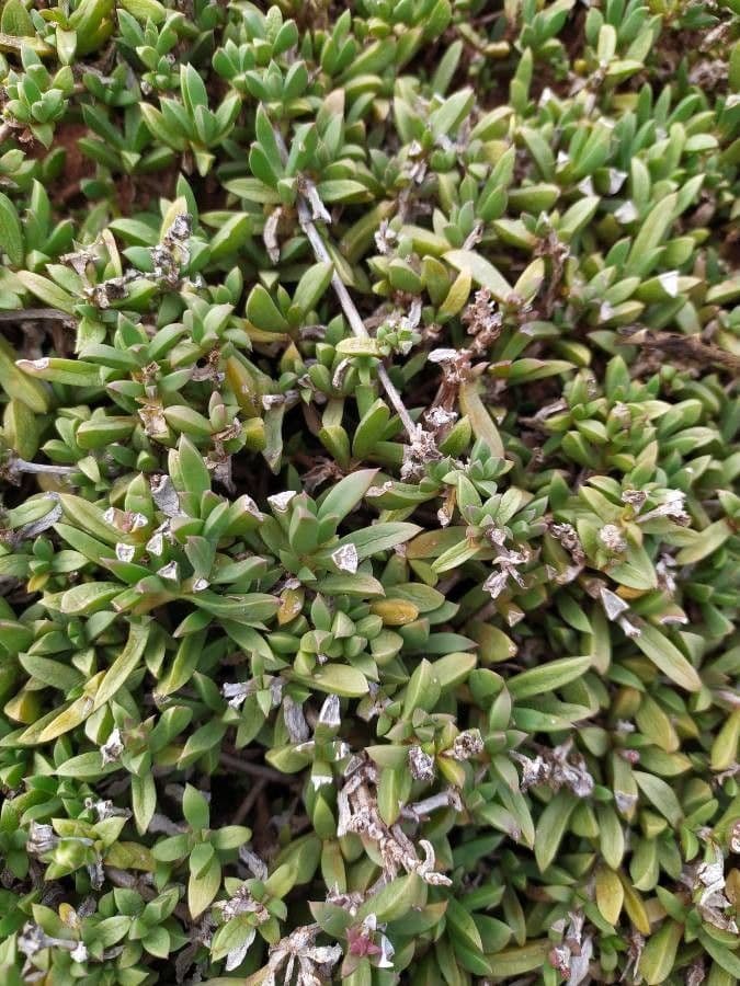 Spergularia marina 9