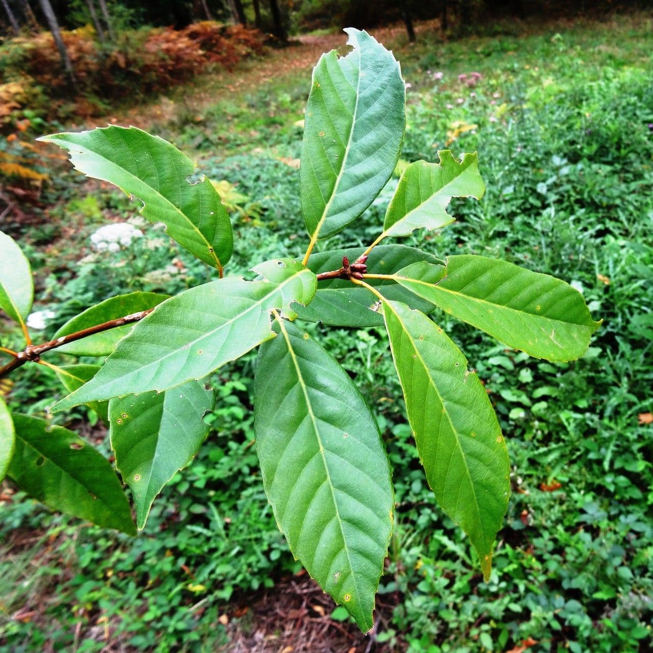 Quercia acuta 10