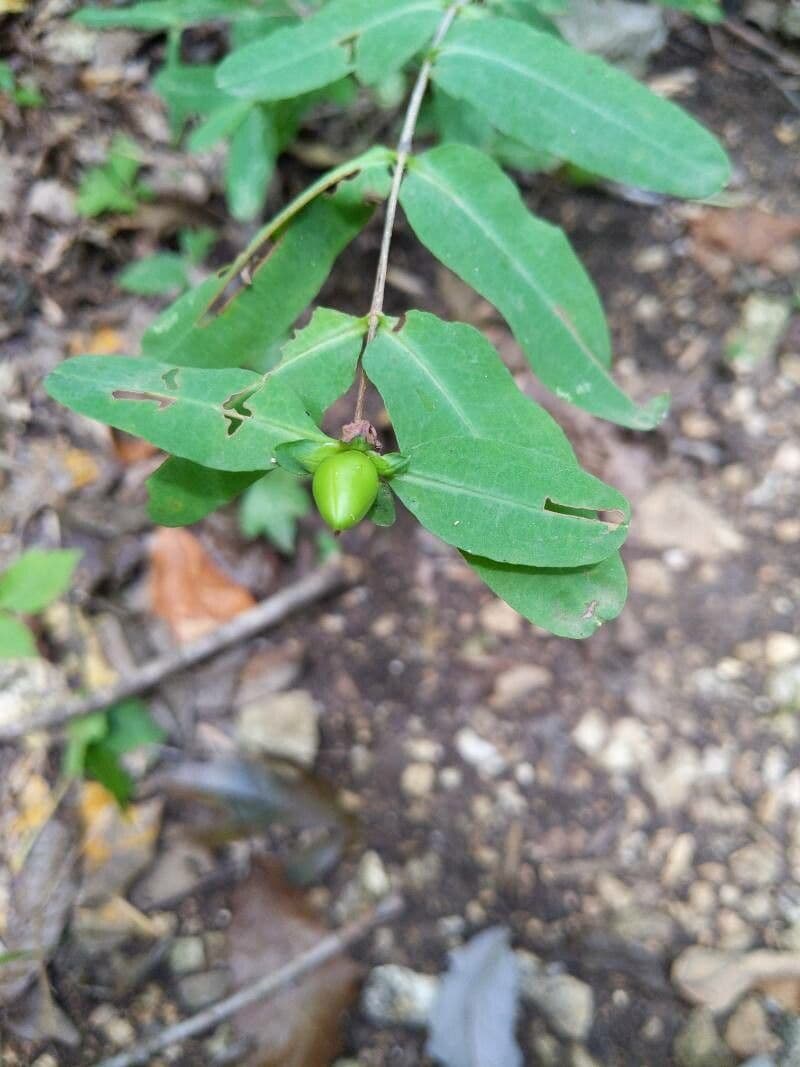 Millepertuis frondant