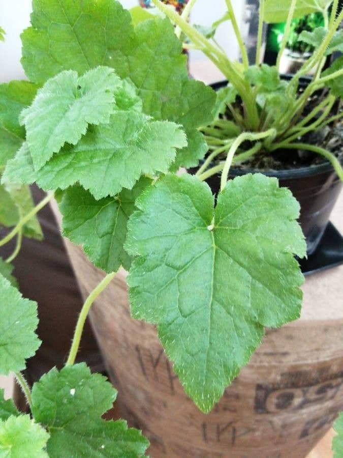 Tellima grandiflora 16