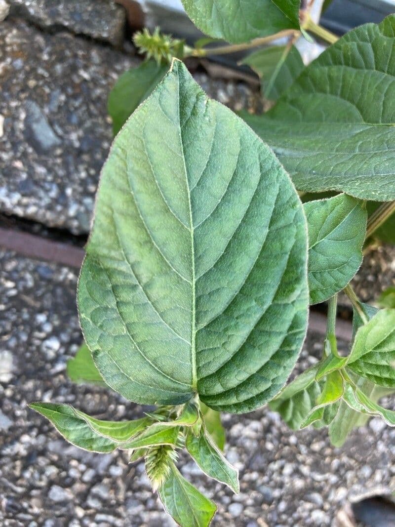 Achyranthes bidentata 7