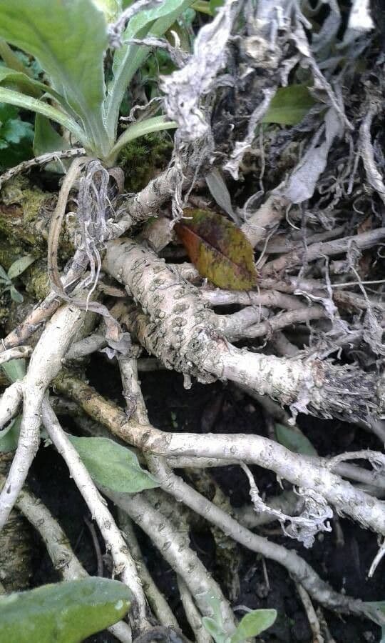 Aurinia saxatilis 23