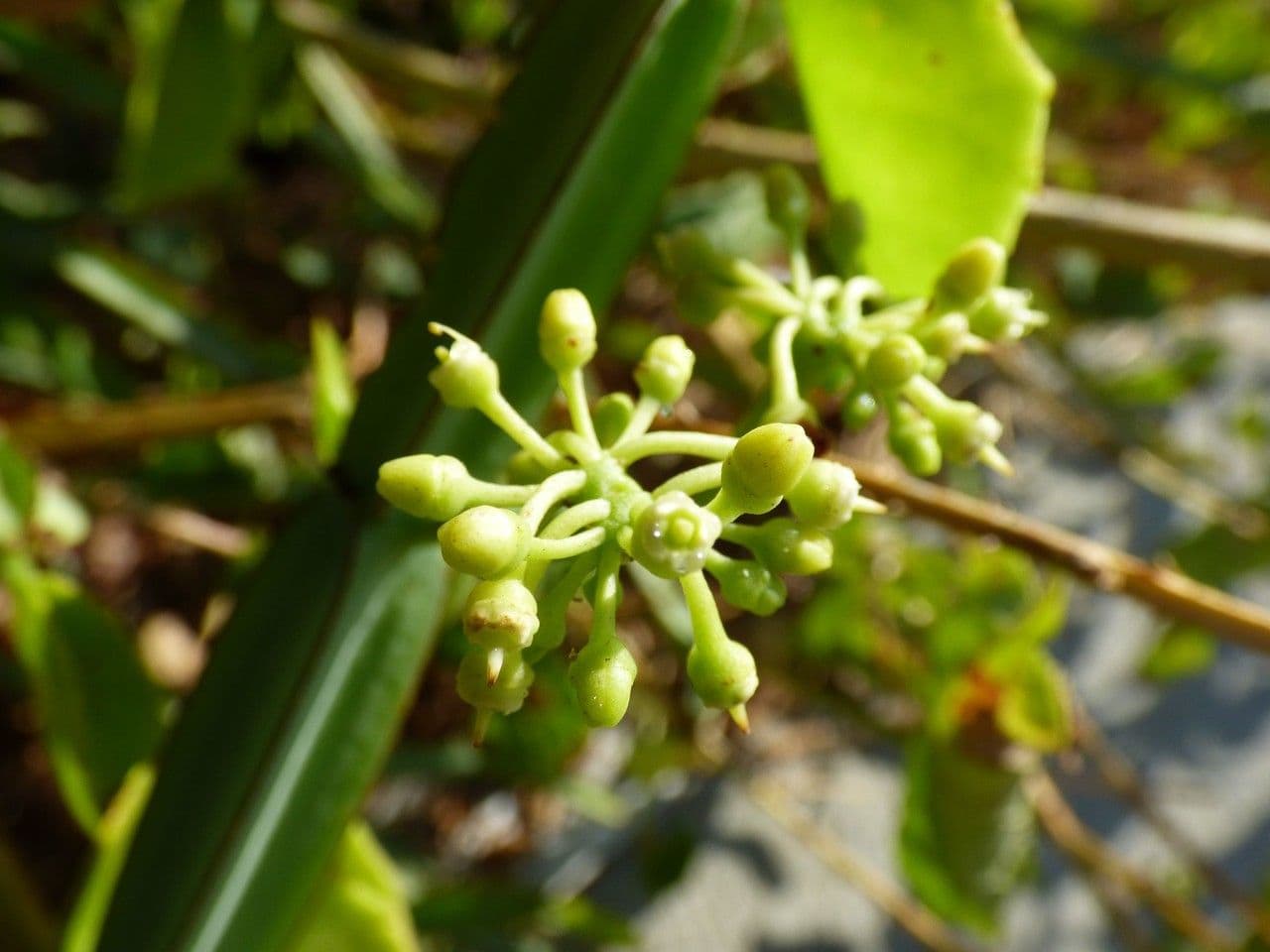 Cissus 8