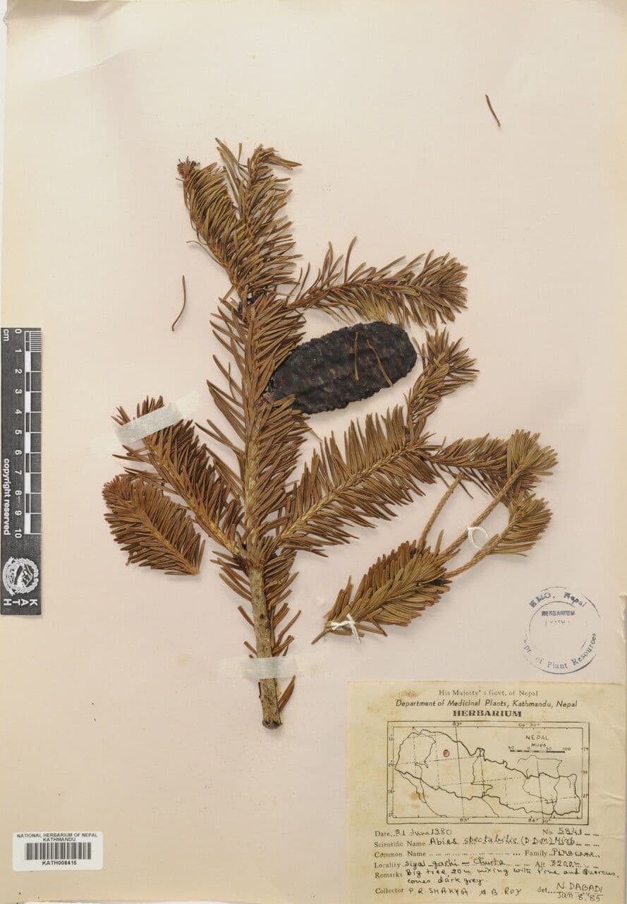 Abete dell'Himalaya 10
