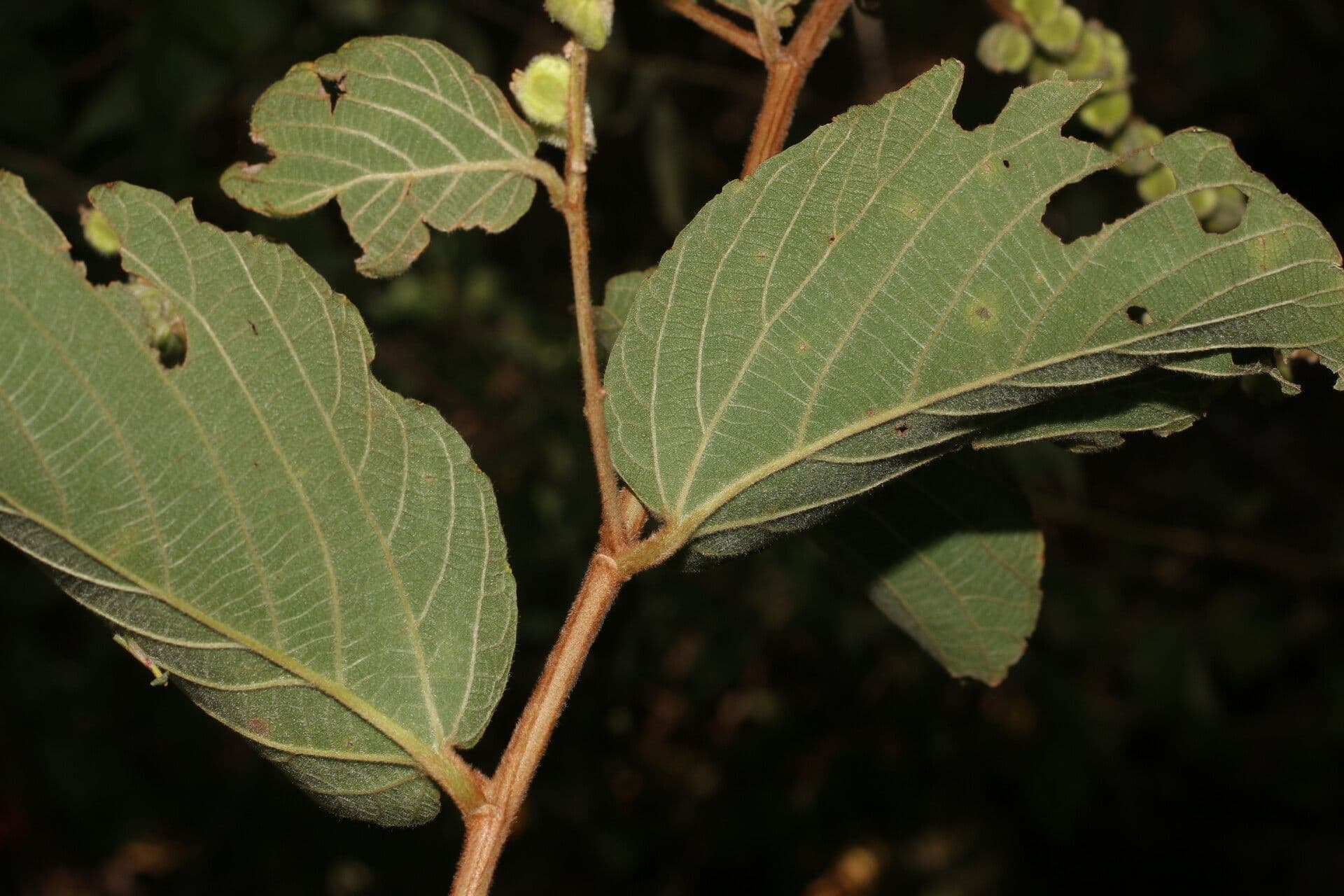 Gouania vellutata 16