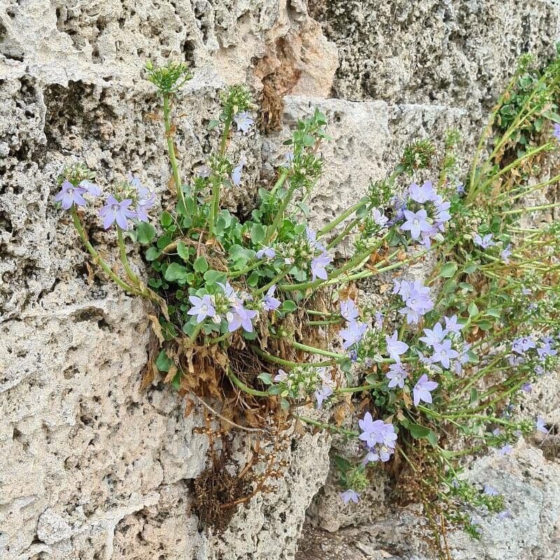 Campanula 3