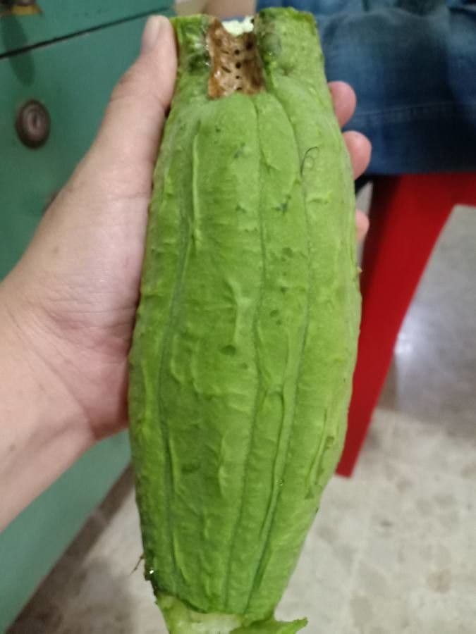 Luffa 2