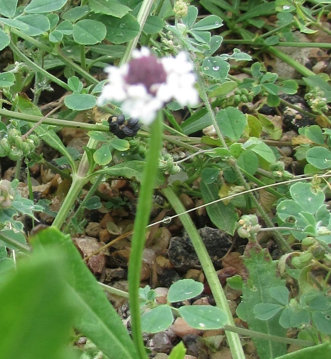 Fila nodiflora 21