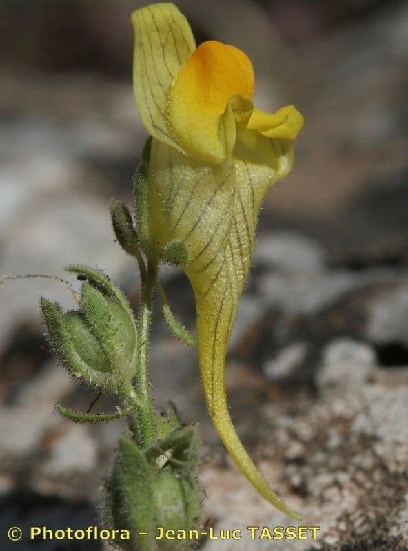 Linaria verticillata 5