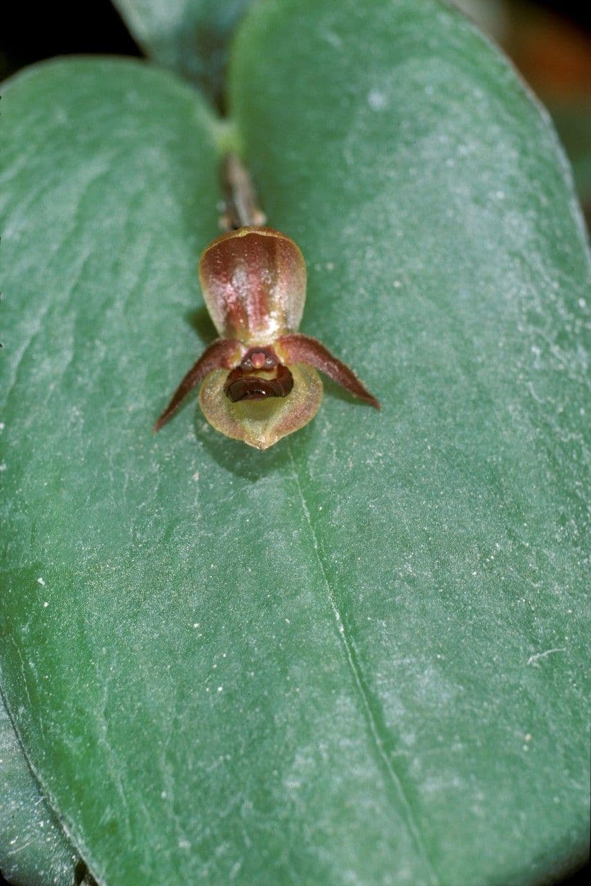 Pleurothallis cordata 2