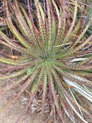Hechtia 9