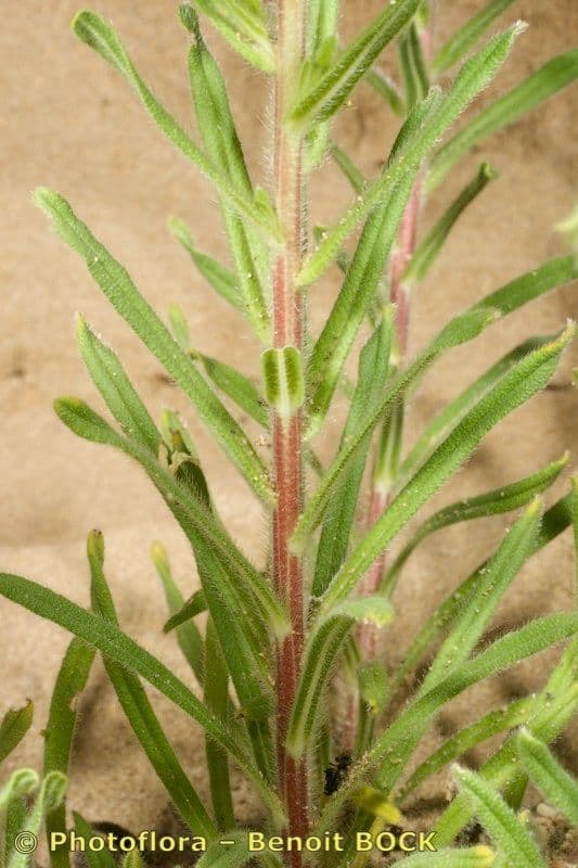 Onosma 22