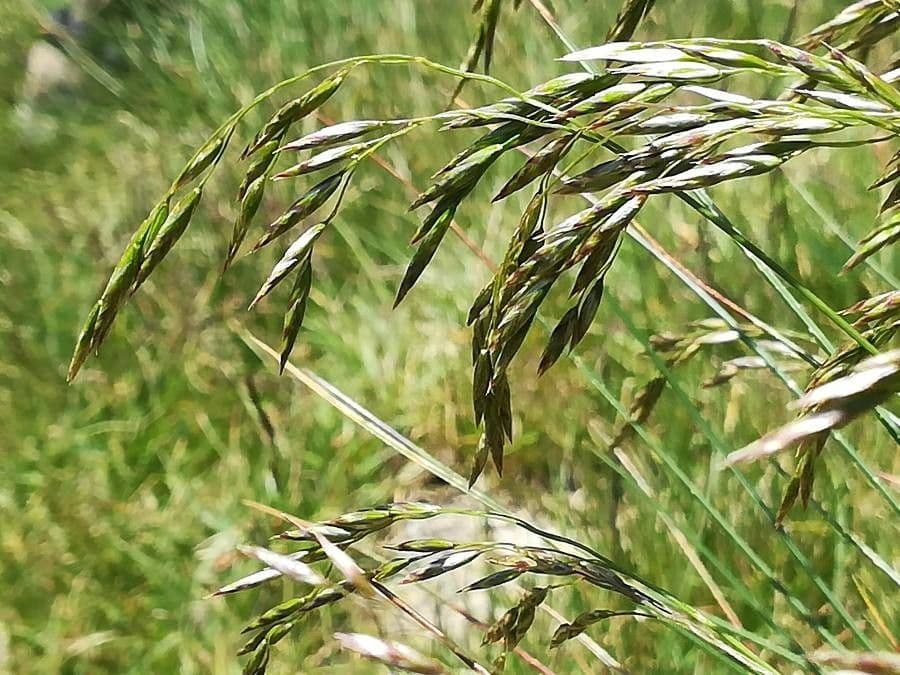 Pyrenäen-Schwingel 9
