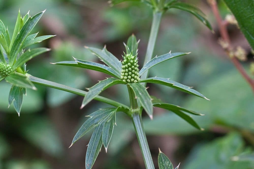 Eryngium foetidum 11