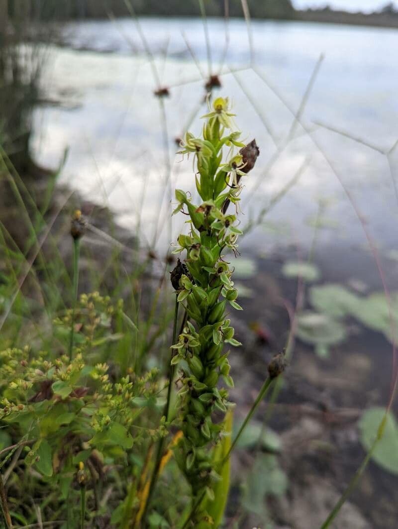 Orchidée d'eau 8