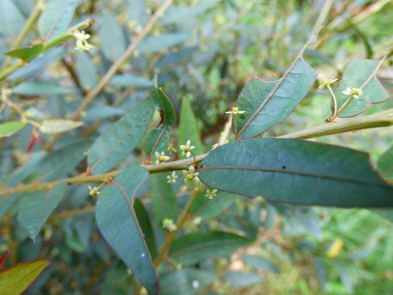 Phyllanthus 5
