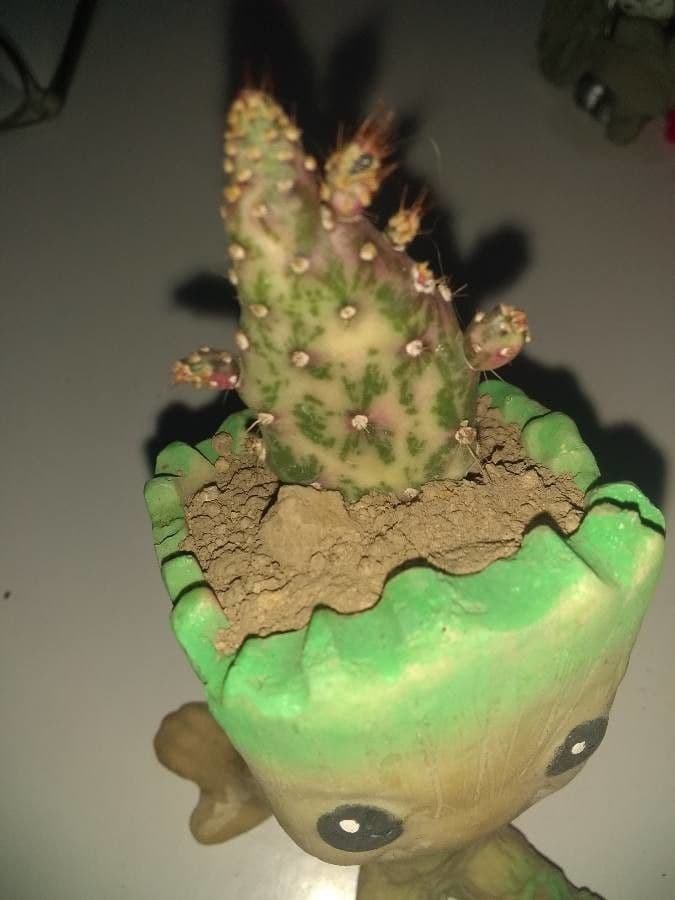 Opuntia a tre spine 3