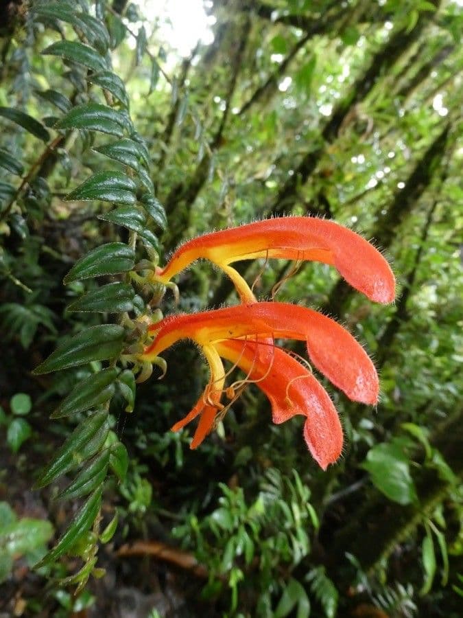 Columnea 5