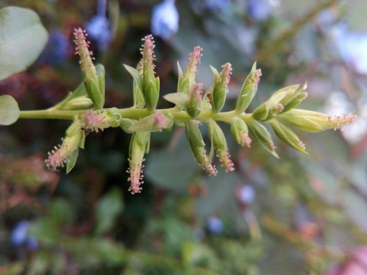 Plumbago auriculata 2