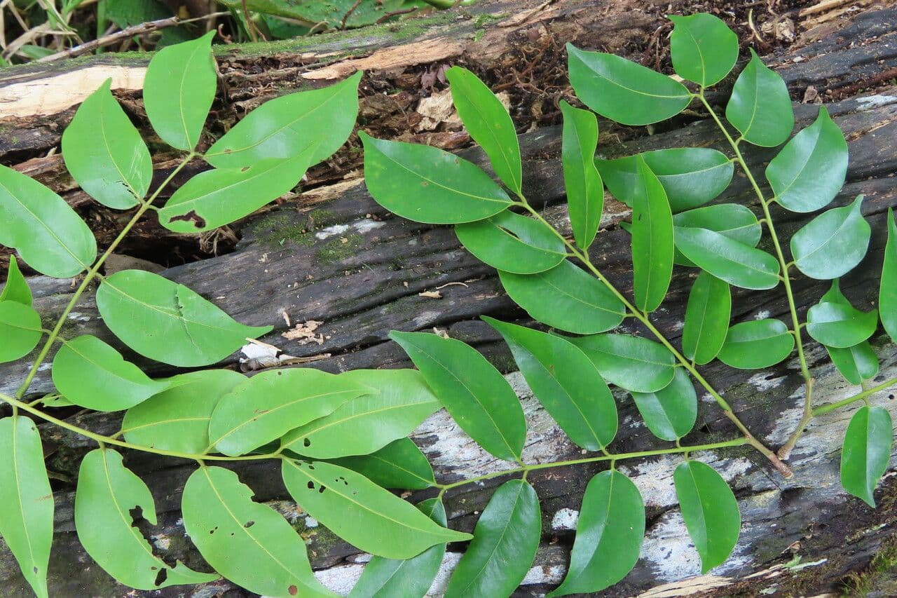 Copaiba 12