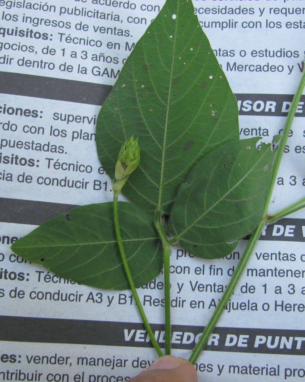 Desmodium 22