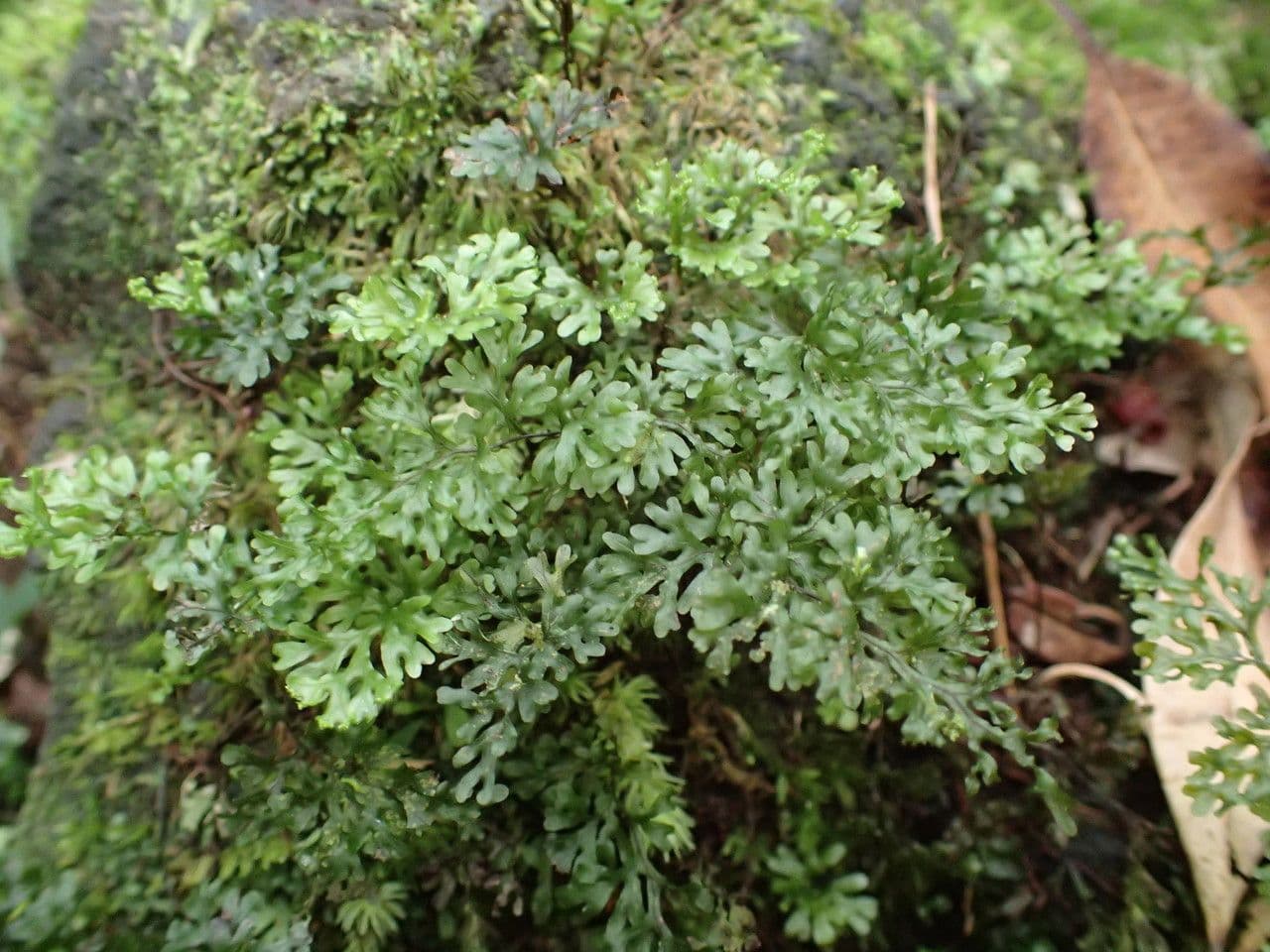 Hymenophyllum 2