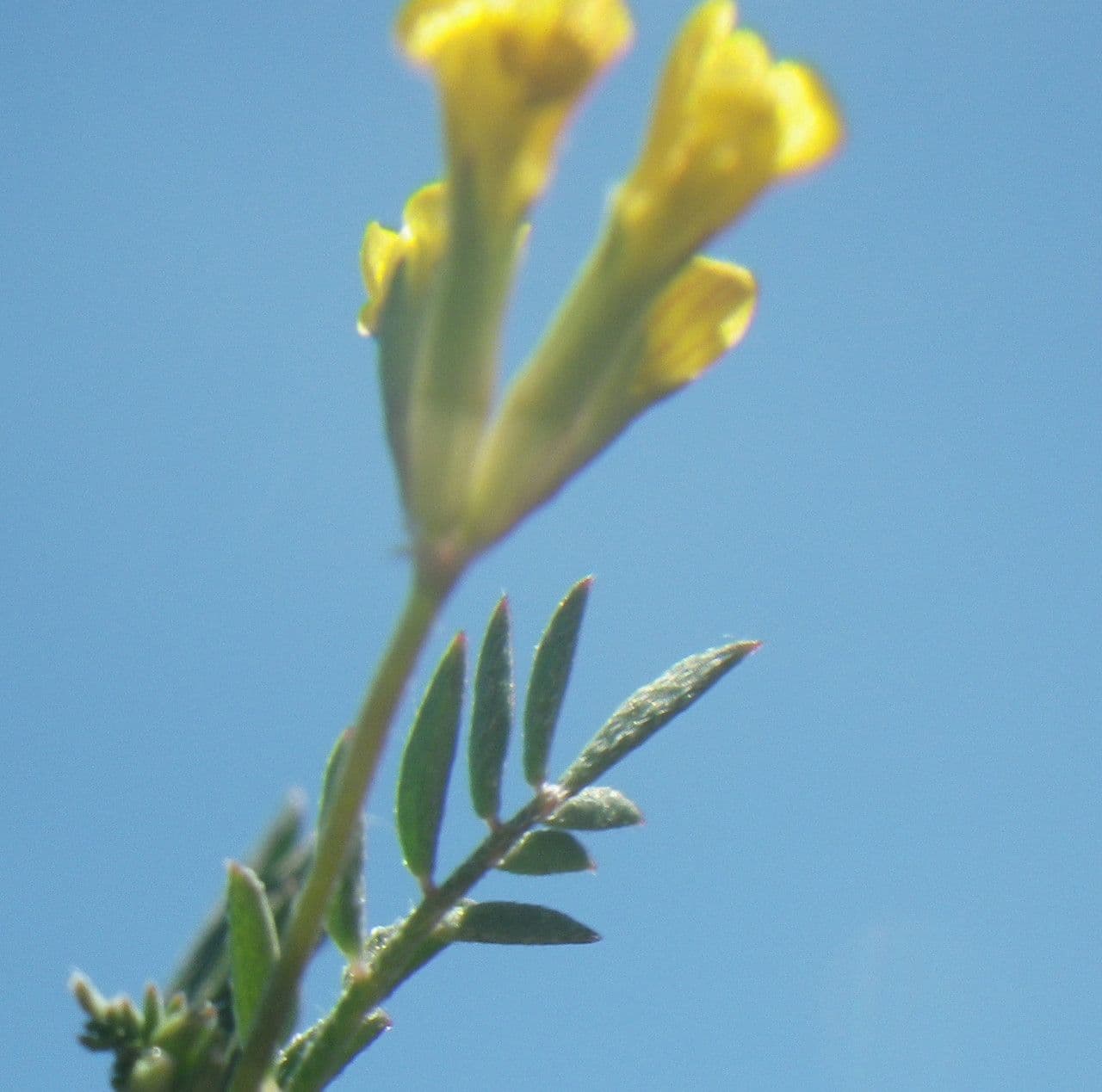 Ornithopus pinnatus 9