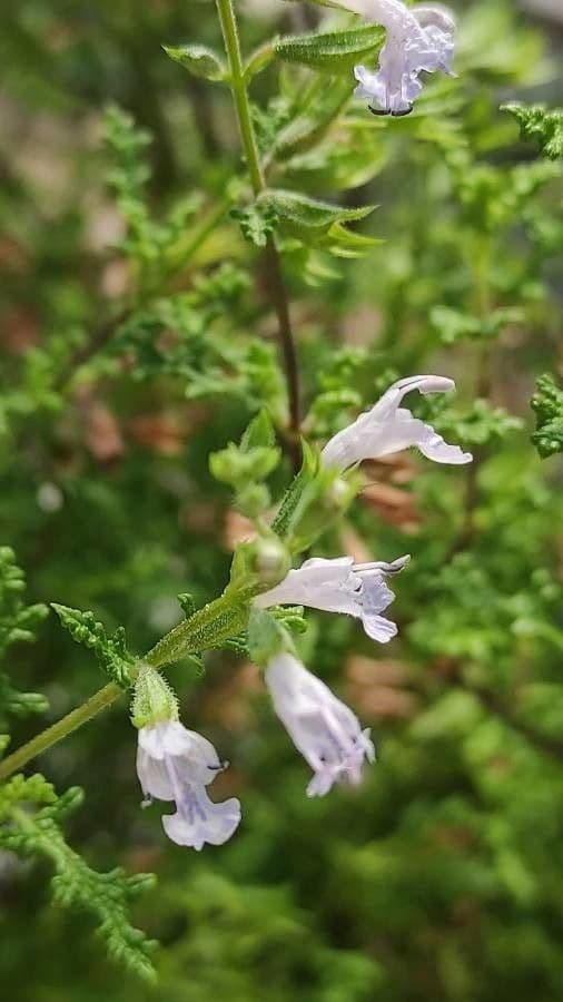 Salvia 2
