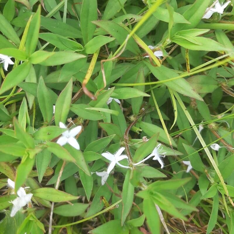 Diodia virginiana 9
