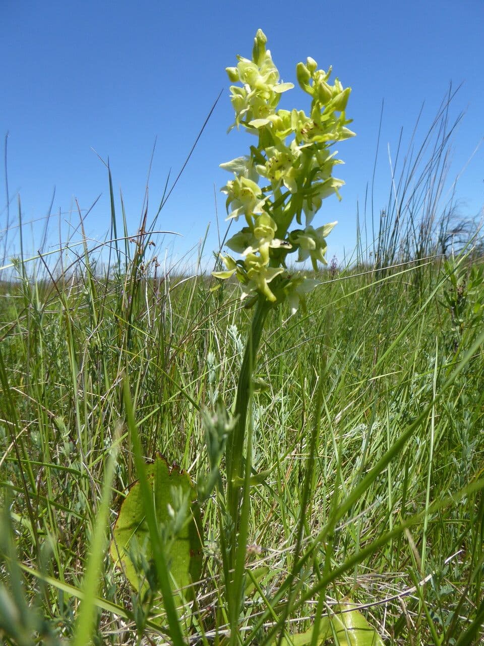 Platanthera algerina 8
