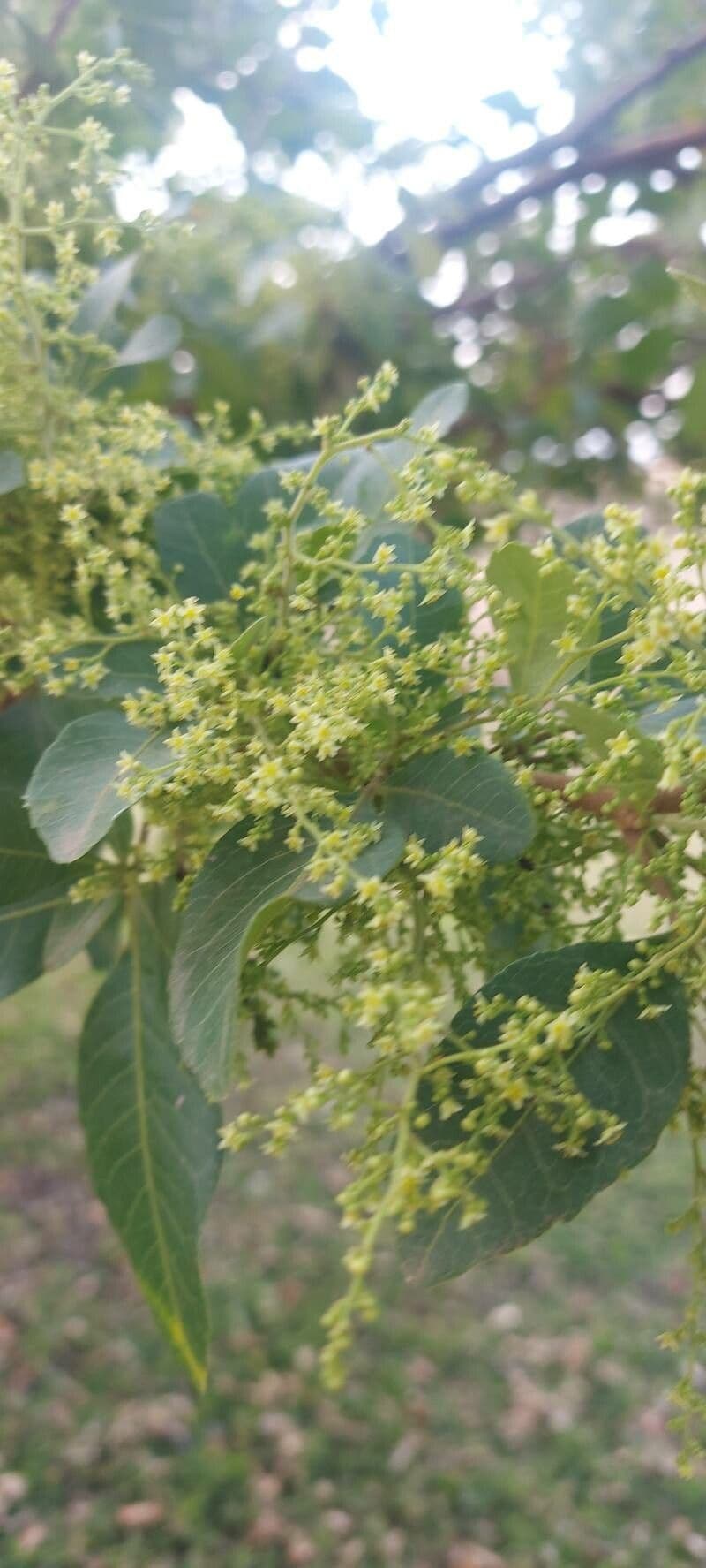 Searsia natalensis 10