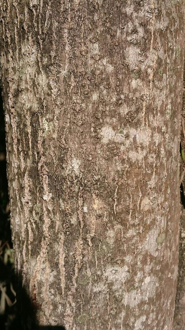 Lorito-Baum 18